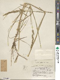 Calamagrostis stricta subsp. stricta image