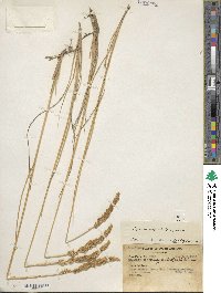 Calamagrostis stricta image