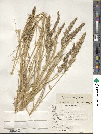 Calamagrostis stricta image