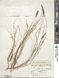 Calamagrostis stricta subsp. stricta image