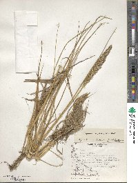 Calamagrostis stricta subsp. stricta image