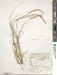 Calamagrostis stricta image