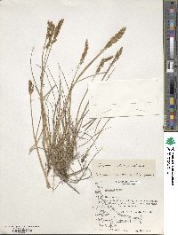 Calamagrostis stricta image