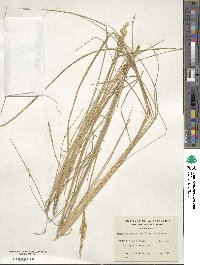 Calamagrostis stricta subsp. stricta image