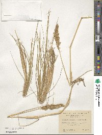 Calamagrostis stricta image