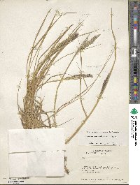 Calamagrostis stricta subsp. stricta image