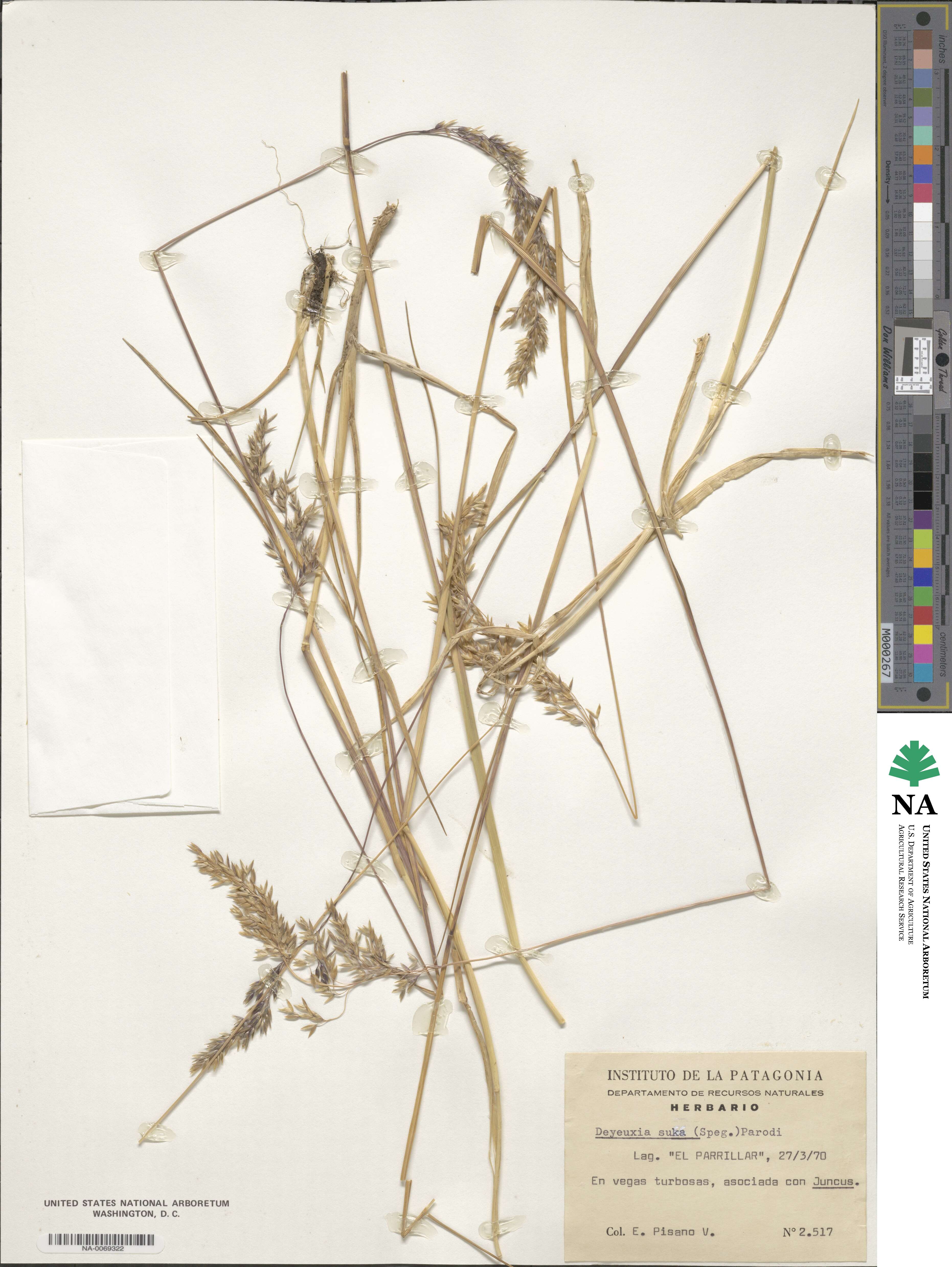 Calamagrostis suka image