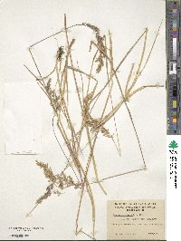 Image of Calamagrostis suka