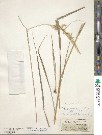 Calamagrostis arundinacea image