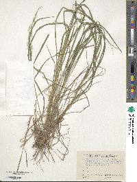 Calamagrostis arundinacea image