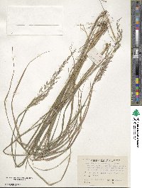 Calamagrostis arundinacea image