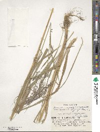 Calamagrostis purpurea image