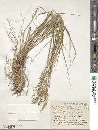 Image of Calamagrostis sachalinensis