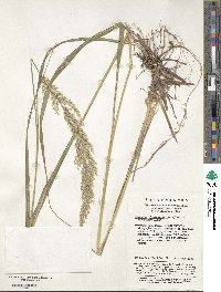 Calamagrostis arundinacea image