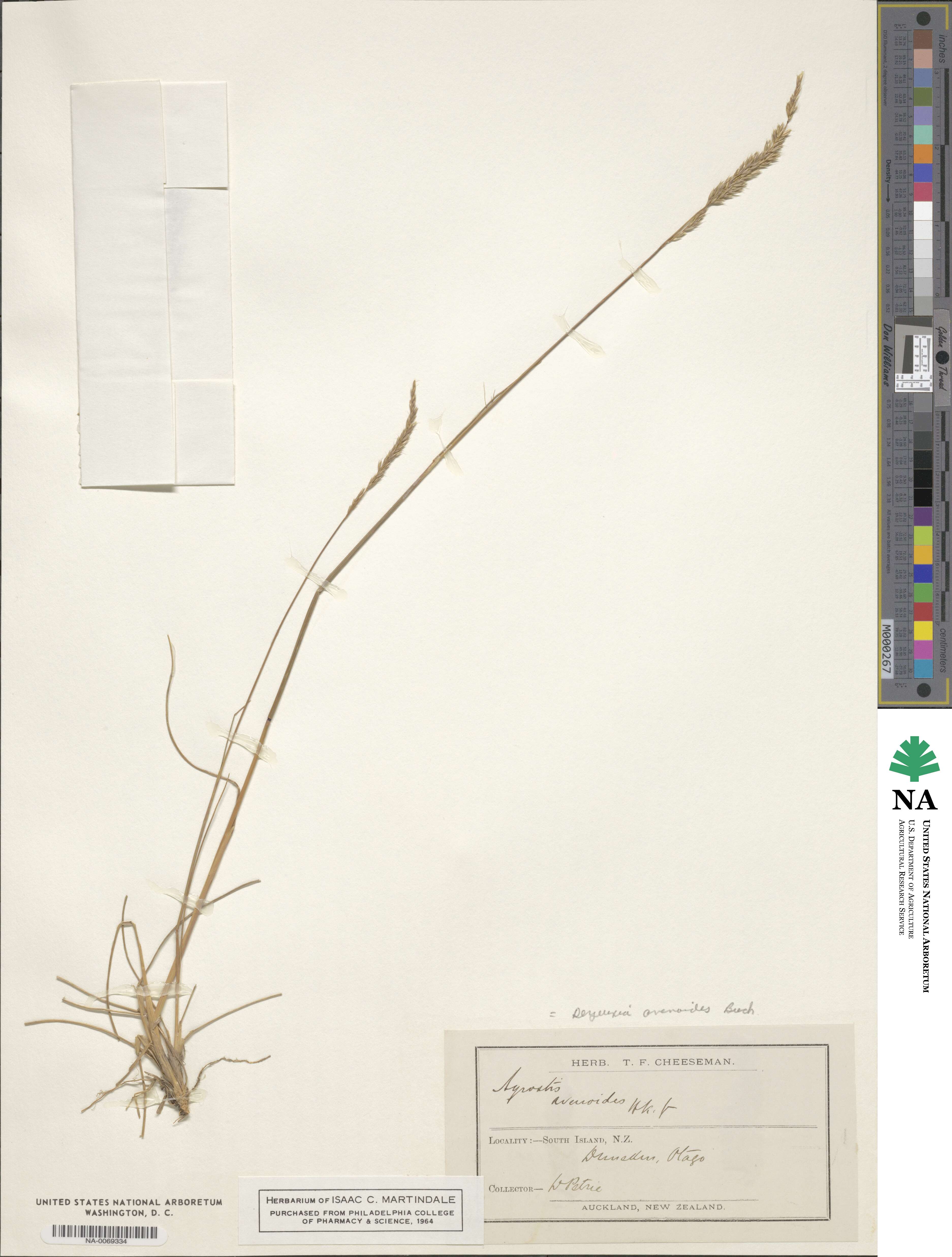 Calamagrostis avenoides image