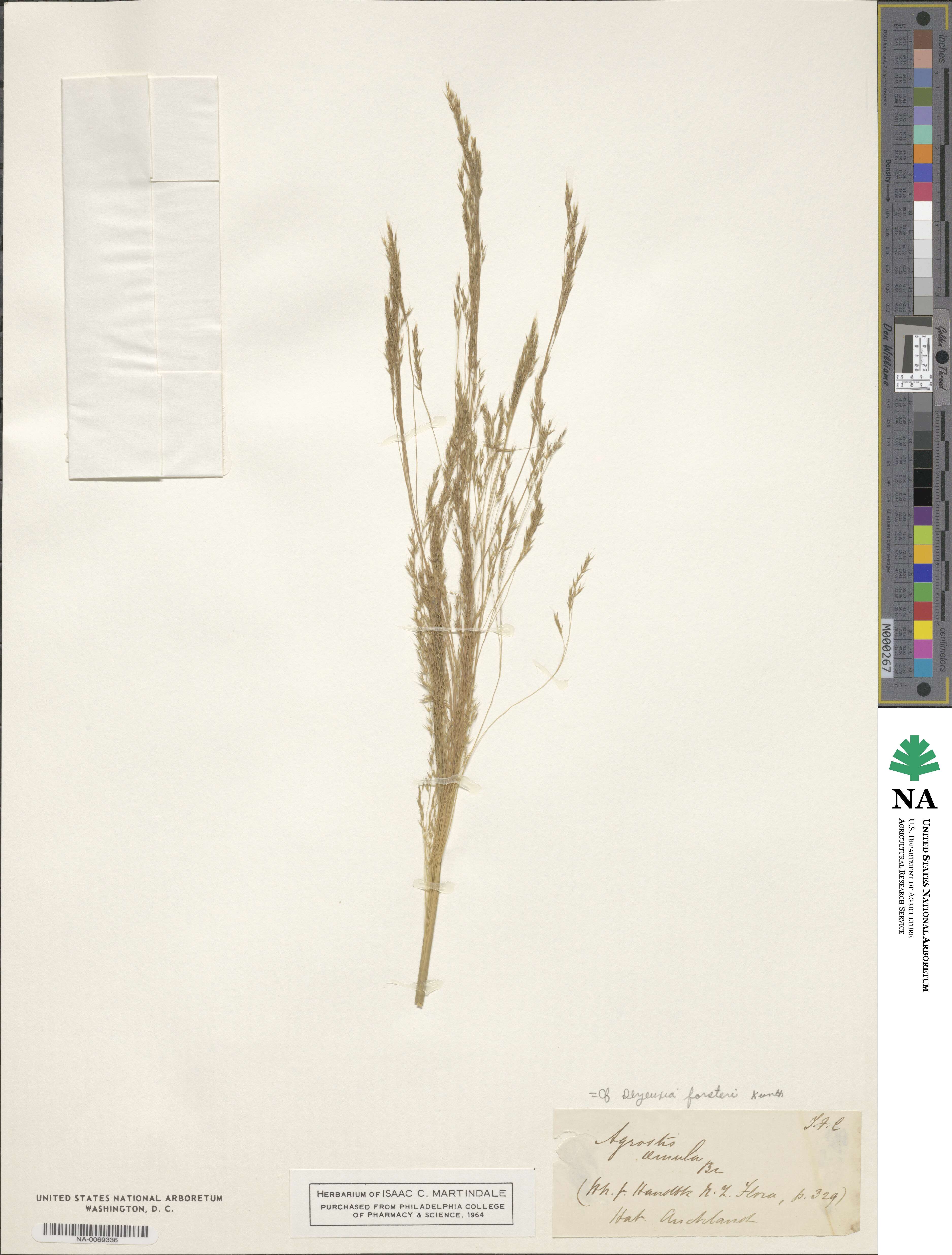 Lachnagrostis filiformis image