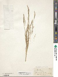 Lachnagrostis filiformis image