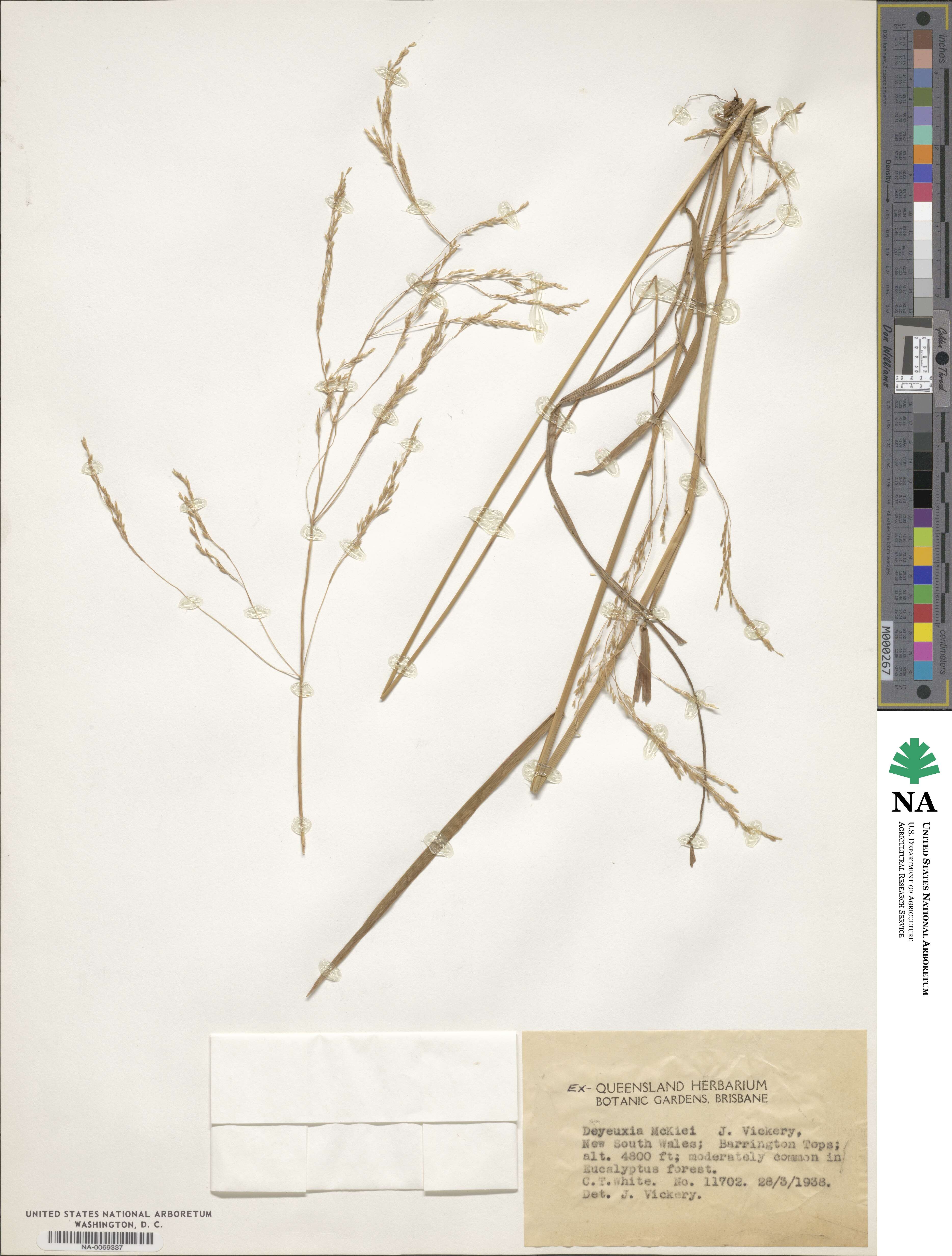 Calamagrostis mckiei image