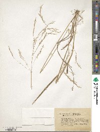 Image of Calamagrostis mckiei