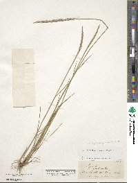 Image of Calamagrostis quadriseta