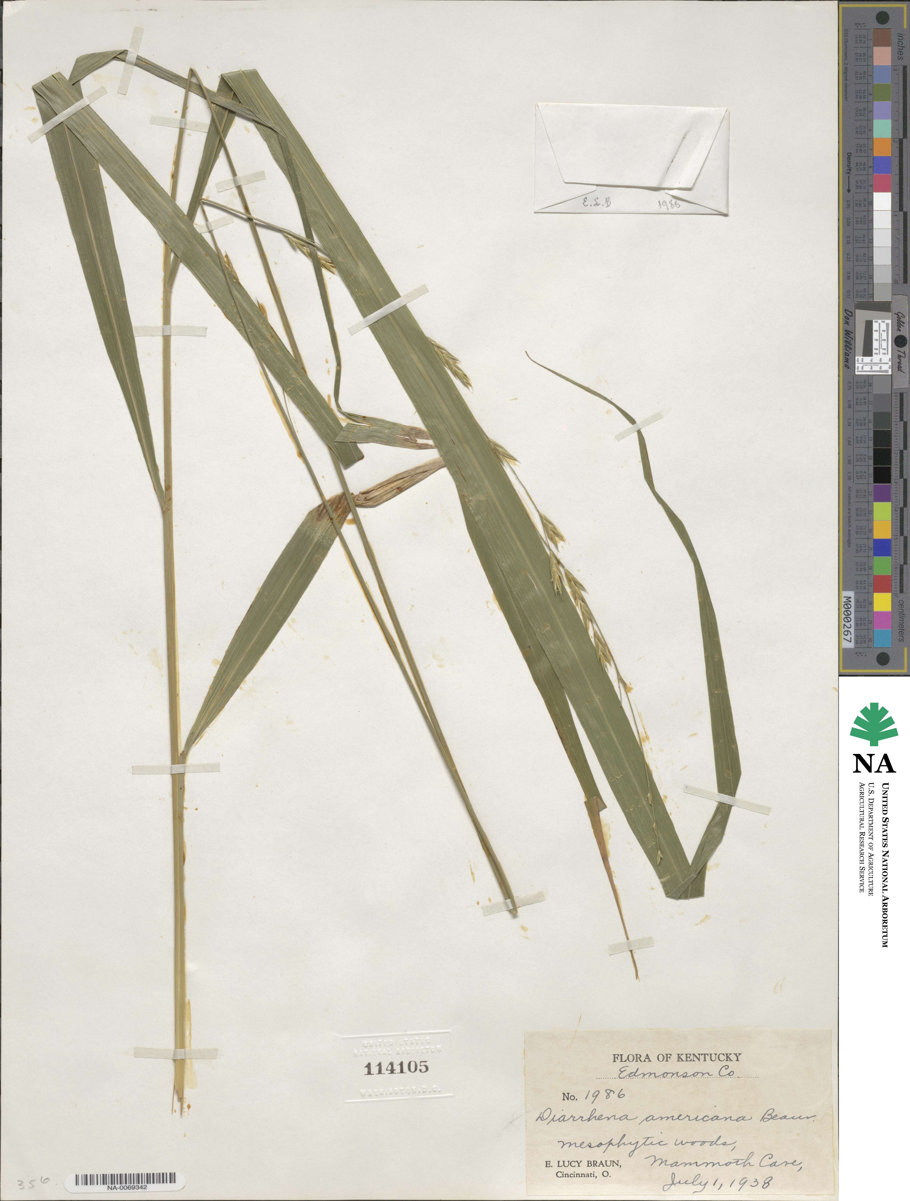 Diarrhena americana image