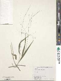 Diarrhena japonica image