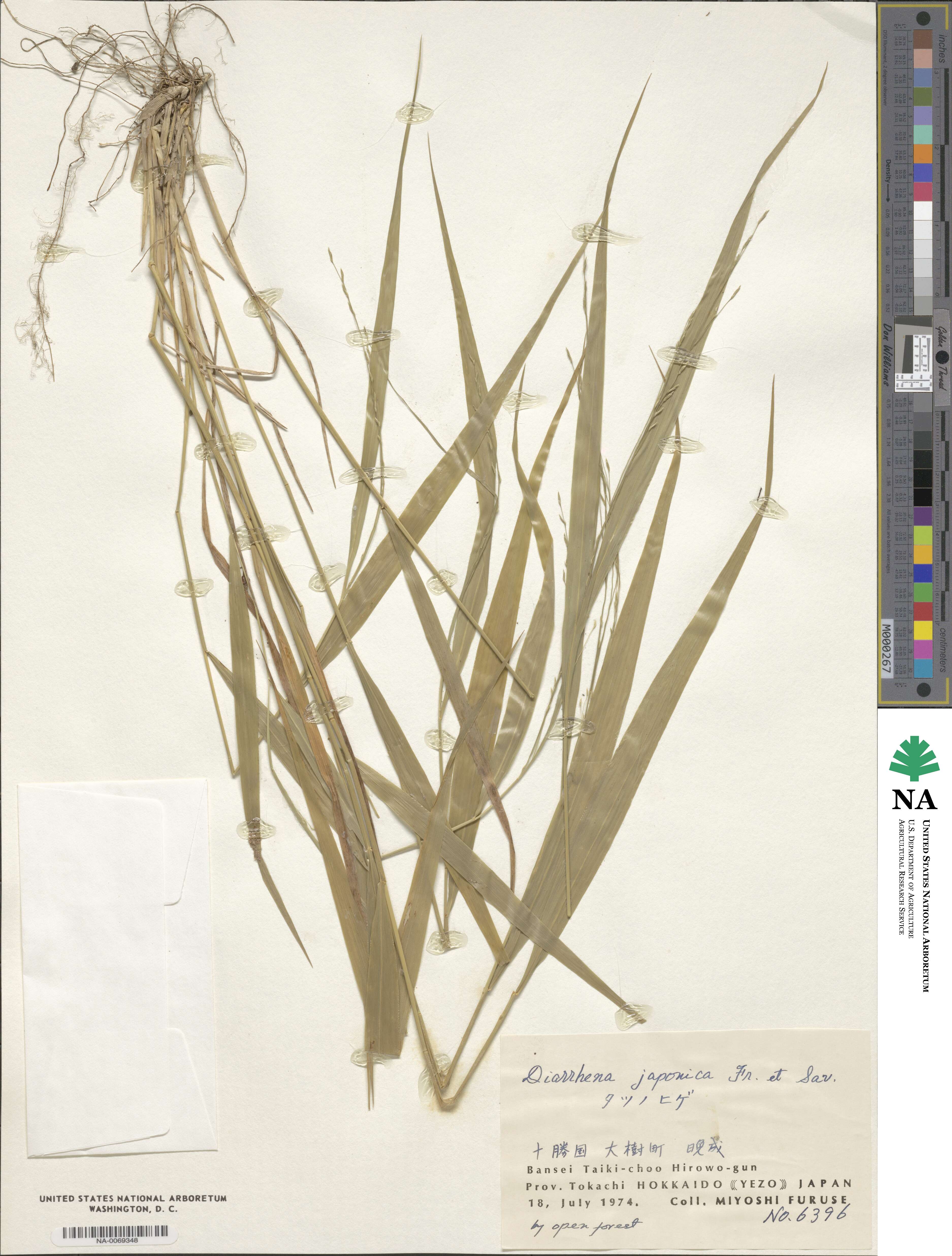 Diarrhena japonica image