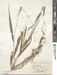 Diarrhena japonica image