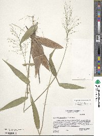 Panicum commutatum image