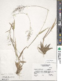 Panicum dichotomum image