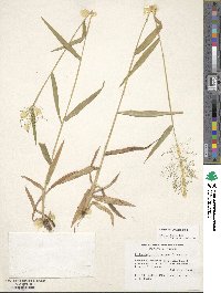 Panicum dichotomum image