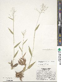 Dichanthelium ensifolium var. ensifolium image