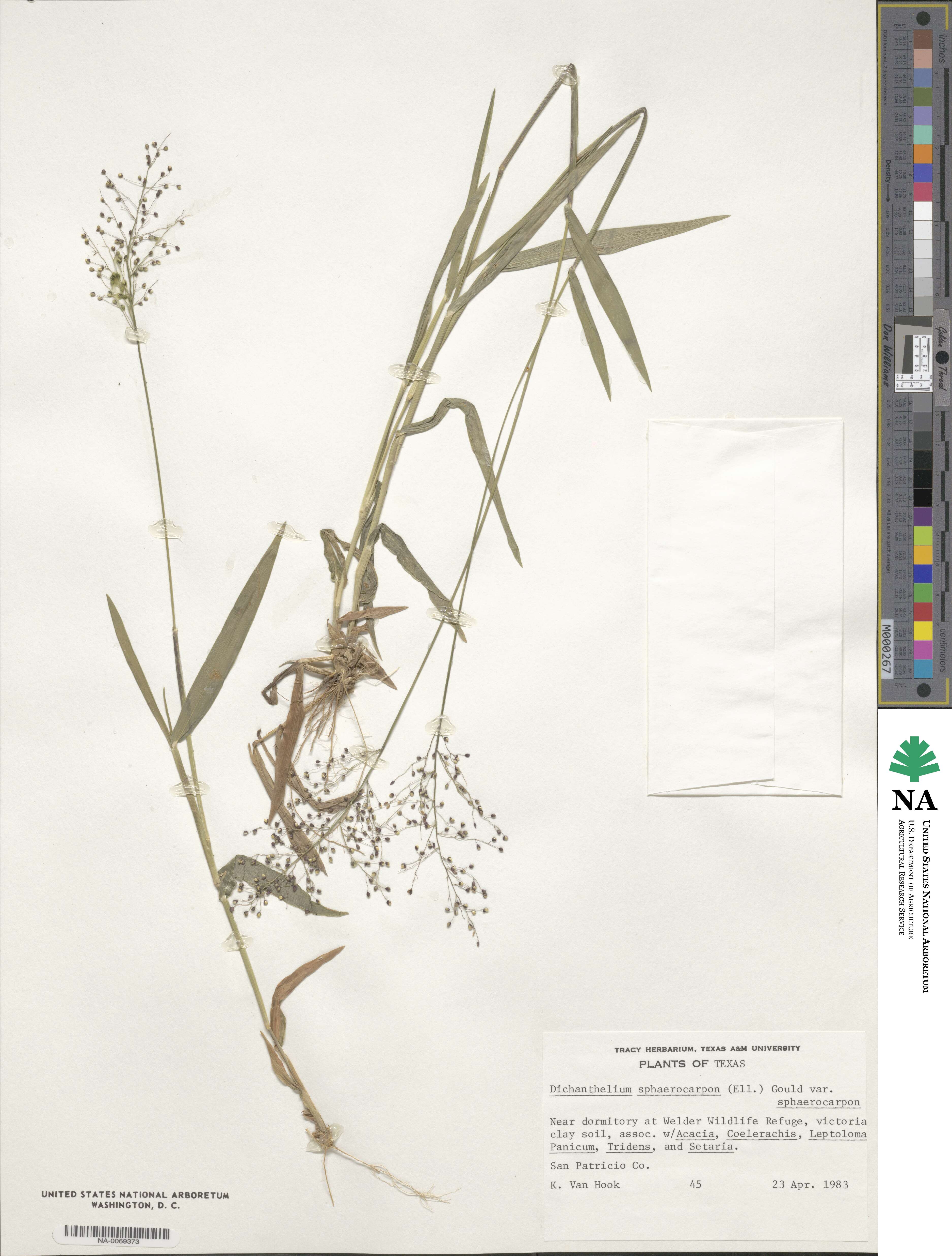 Dichanthelium sphaerocarpon image