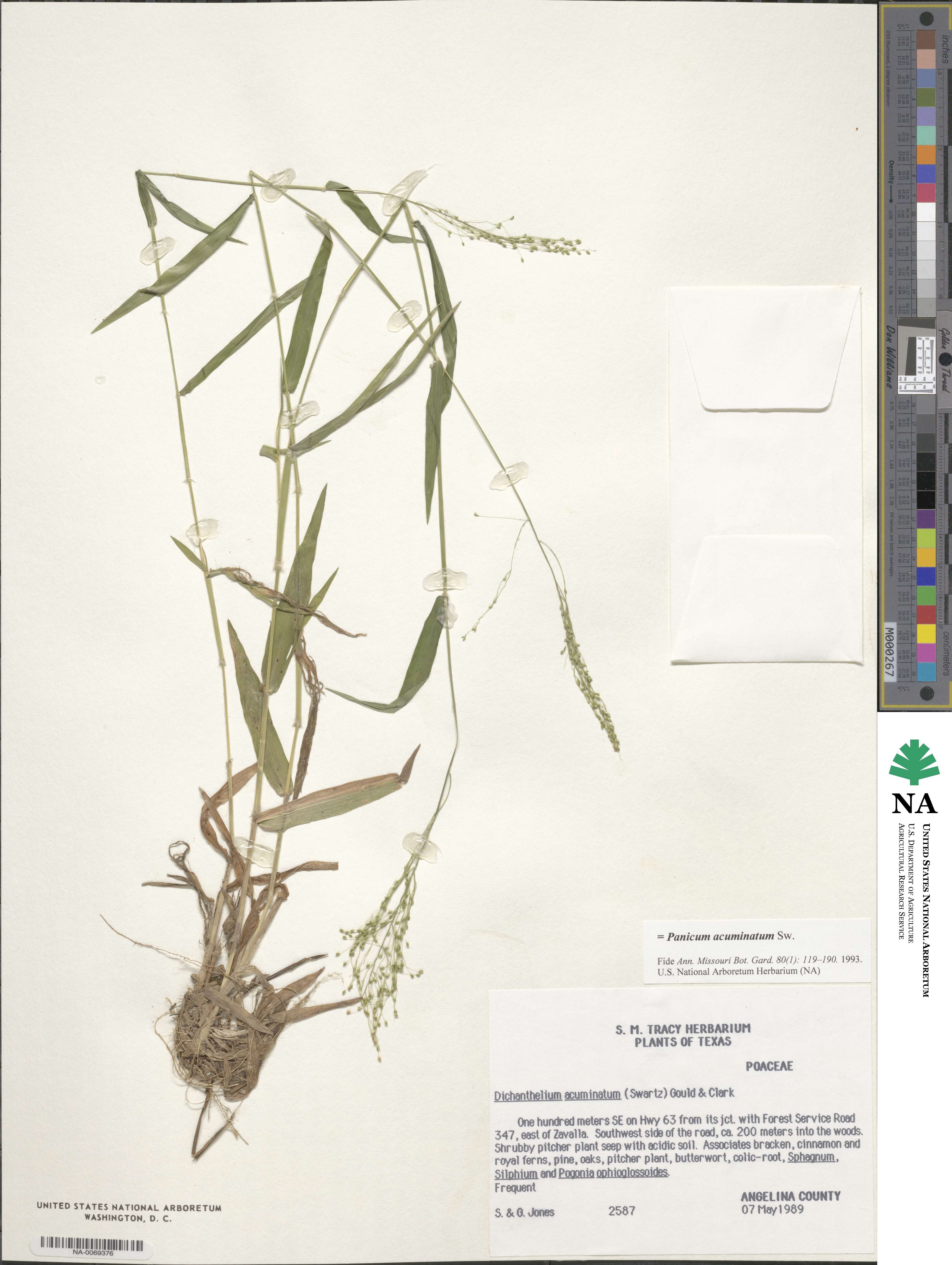 Panicum acuminatum image