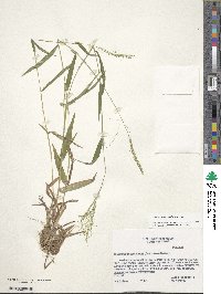 Image of Panicum acuminatum