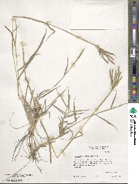 Dichanthium annulatum image