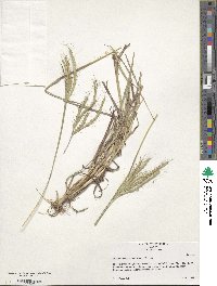 Dichanthium aristatum image