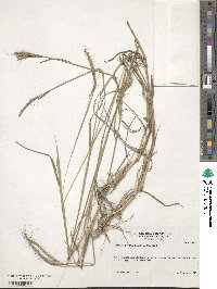 Dichanthium aristatum image