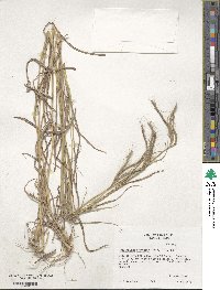 Dichanthium aristatum image