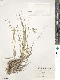 Dichanthium annulatum image