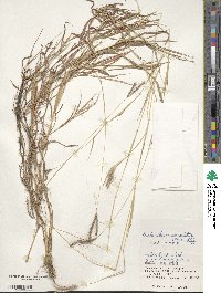 Dichanthium annulatum image