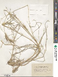 Dichanthium sericeum image