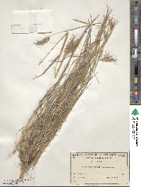 Dichanthium sericeum image