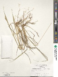 Dichanthium annulatum image