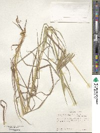 Dichanthium annulatum image