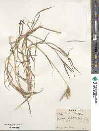 Dichanthium annulatum image