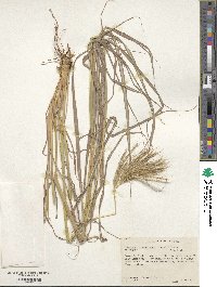 Dichanthium annulatum image