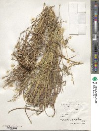 Dichanthium annulatum image