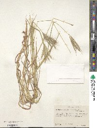 Dichanthium annulatum image