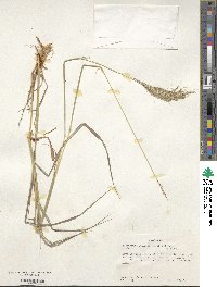 Dichanthium annulatum image